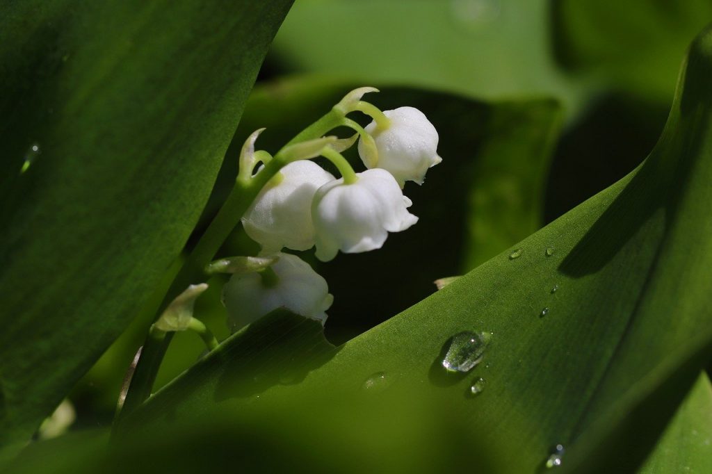 lily of the valley, flowers, dew